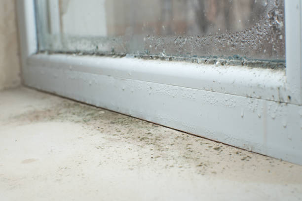 Why You Should Choose Our Mold Remediation Services in Rainbow Park, FL